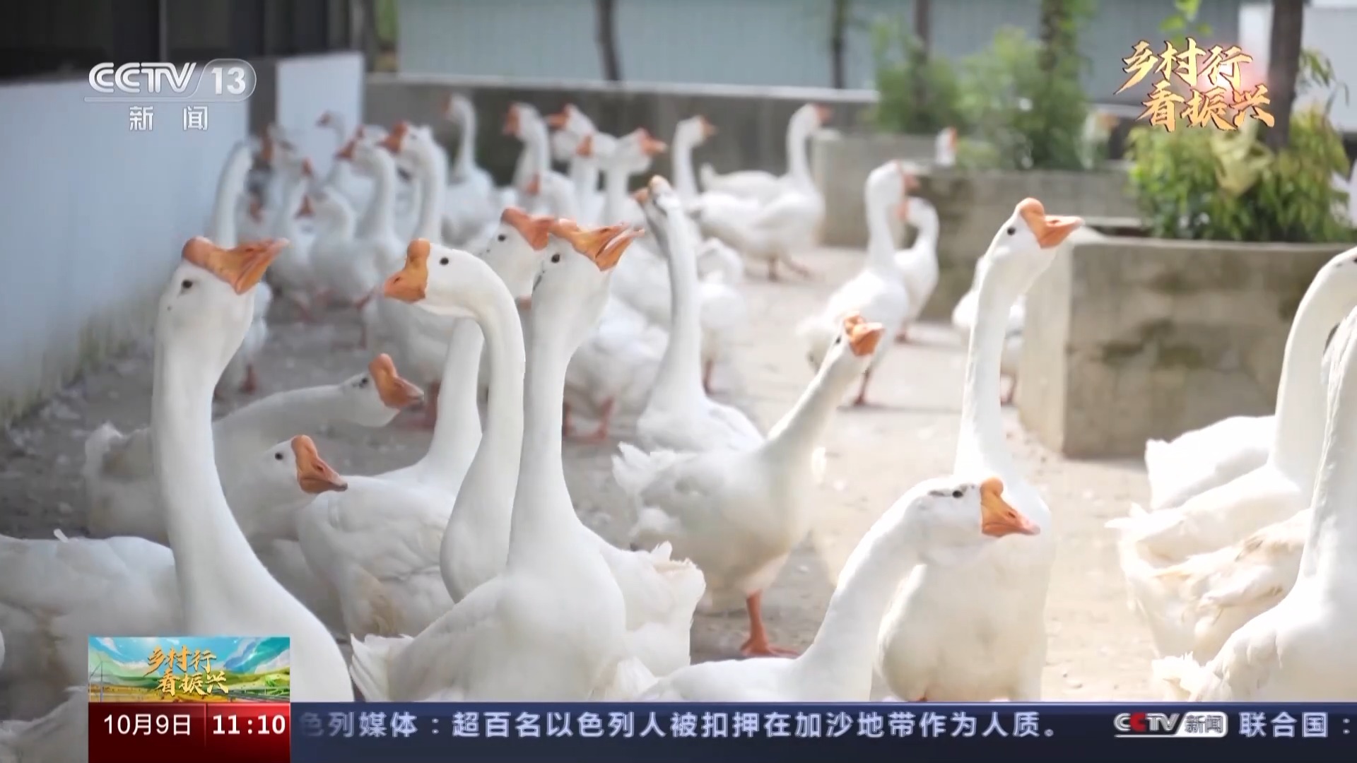 凭实力成“村宝”!一只大白鹅拉动数十亿元产业链