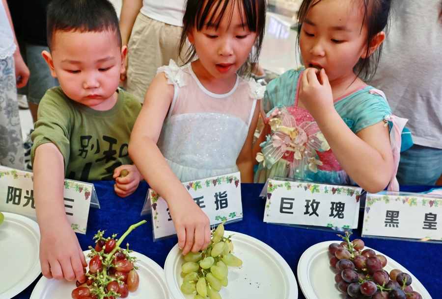 在上海郊区,他种出的葡萄连获12个全国金奖,带动农民亩产值最高超10万元