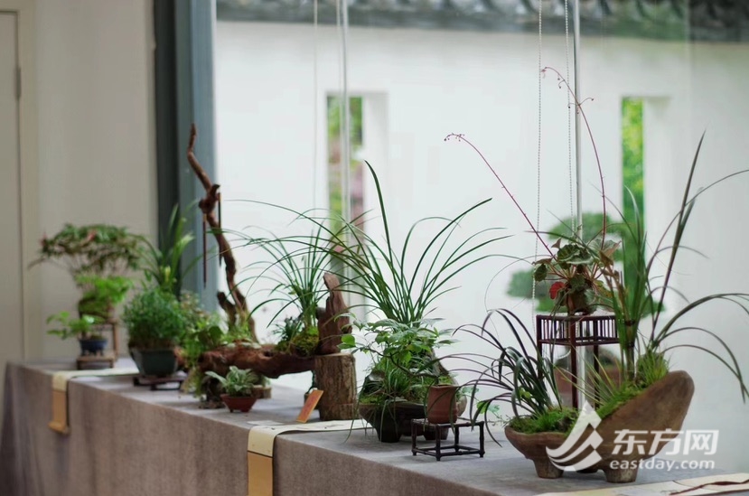 上海植物园小微盆景展开幕,“五一”限定非遗精品亮相